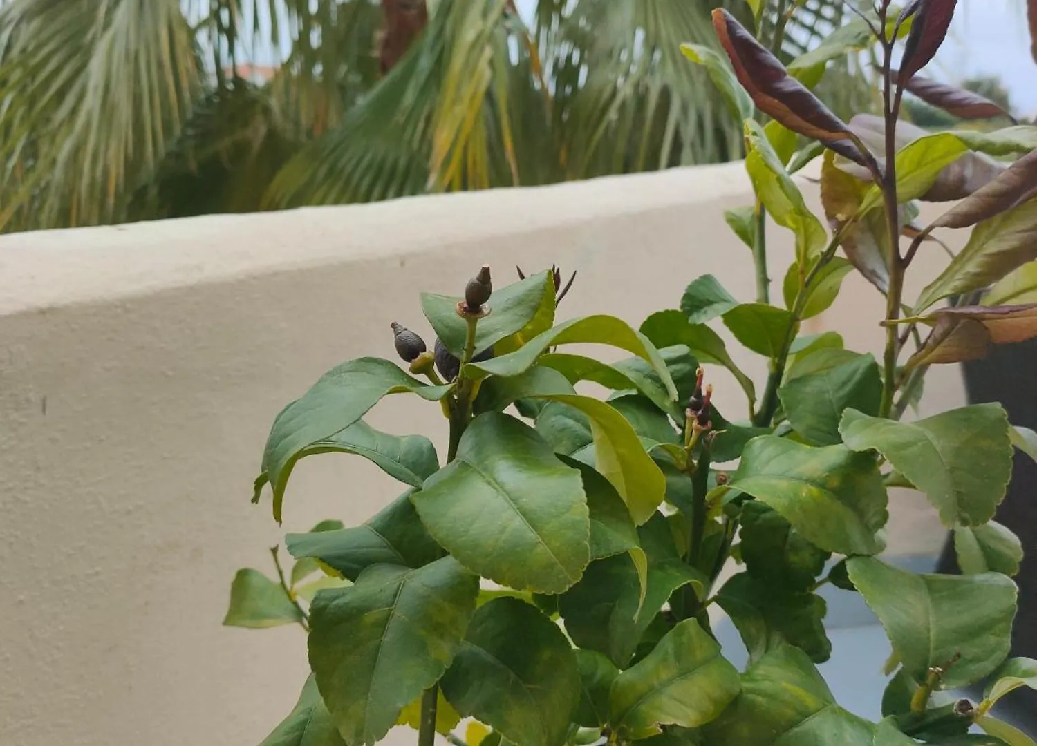 Sea View Apartment Malaga